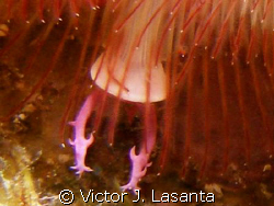 close look of a christmas tree at v.j.levels dive site in... by Victor J. Lasanta 
